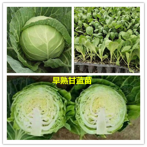甘蓝拼_副本