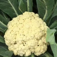 滨州青梗松花菜苗\日照育65天有机菜花苗厂家