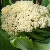 聊城有机菜花苗批发\德州青梗松花菜苗育苗厂