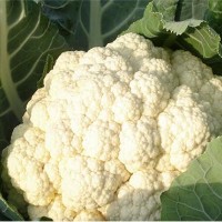 开封批发有机花菜苗\郑州育耐热甘蓝苗厂家2024