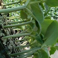 攀枝花卖黄瓜苗厂家,自贡旱黄瓜苗\水果小黄瓜苗
