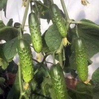 眉山育黑亮黄瓜苗厂家,巴中早春茬嫁接黄瓜苗