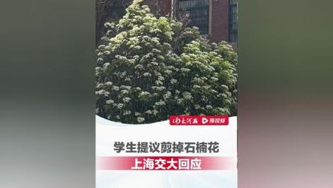 交大花店事件_上海交大校花是什么花_