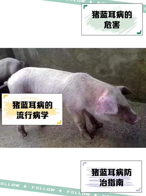 猪肉是餐桌上必不可少的一道菜_猪肉到餐桌的过程_