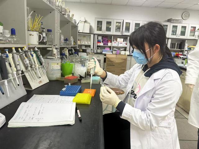 _苏州大学“金蛛”团队培育出基因编辑家蚕，有望实现金色蛛丝量产_苏州大学“金蛛”团队培育出基因编辑家蚕，有望实现金色蛛丝量产