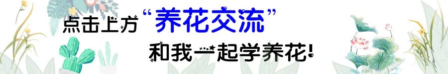 铁海棠虎刺梅_虎刺梅修剪方法_虎刺梅养护技巧