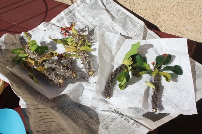 虎刺梅修剪方法_铁海棠虎刺梅_虎刺梅养护技巧