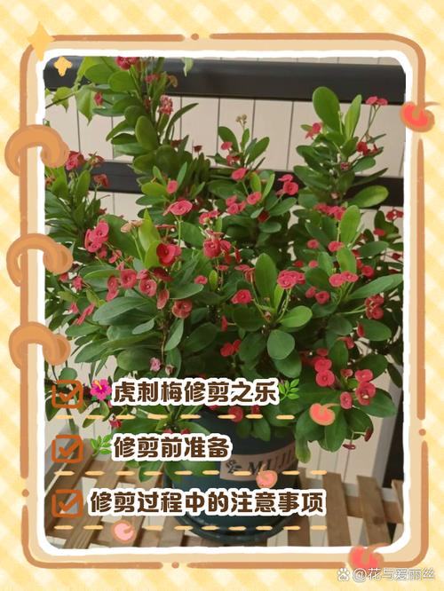 虎刺梅养护技巧_铁海棠虎刺梅_虎刺梅修剪方法