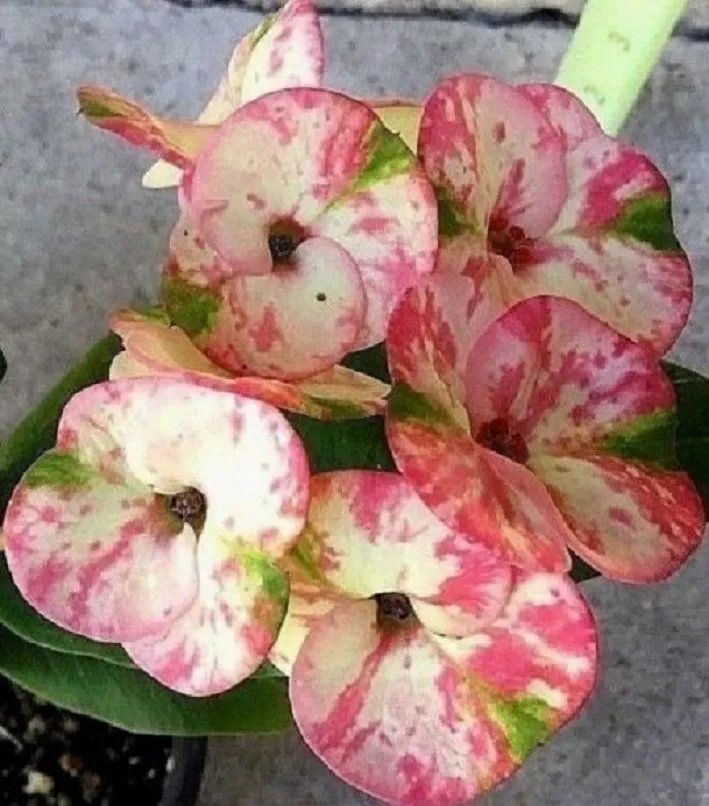 虎刺梅养护技巧_铁海棠虎刺梅_虎刺梅修剪方法