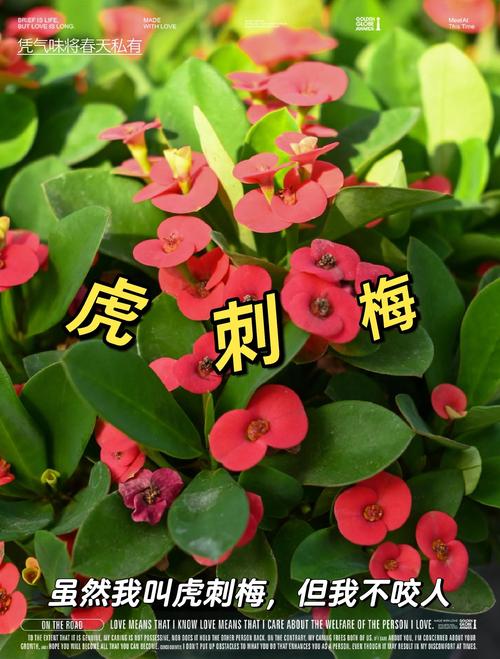 铁海棠虎刺梅_虎刺梅修剪方法_虎刺梅养护技巧