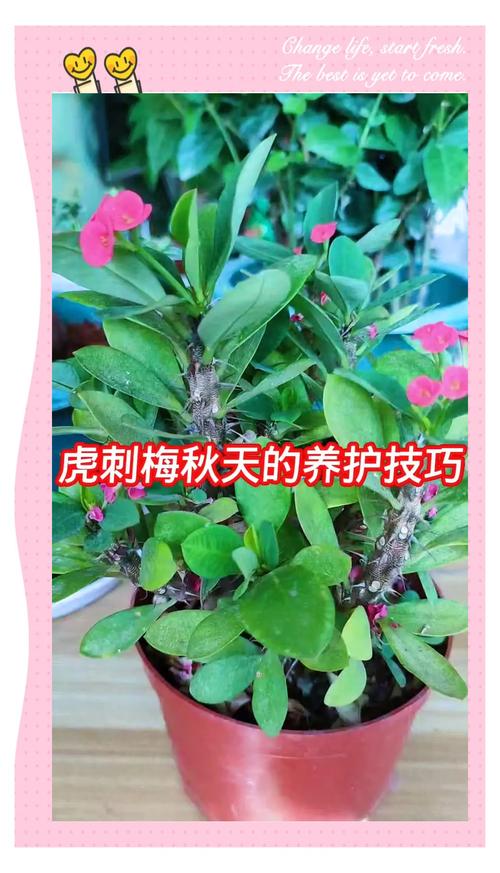 虎刺梅养护技巧_铁海棠虎刺梅_虎刺梅修剪方法